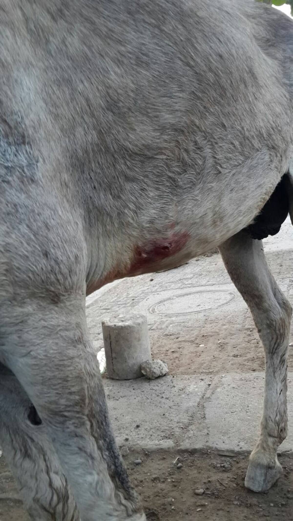 Las fundaciones protectoras de animales piden al Distrito crear con urgencia políticas públicas para proteger a los animales. //Cortesía.