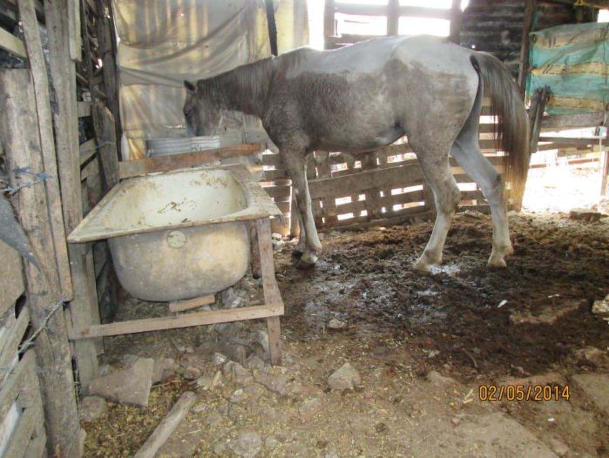 Los espacios donde reposan los equinos deben ser fáciles de limpiar para evitar posibles focos de infección CORTESÍA