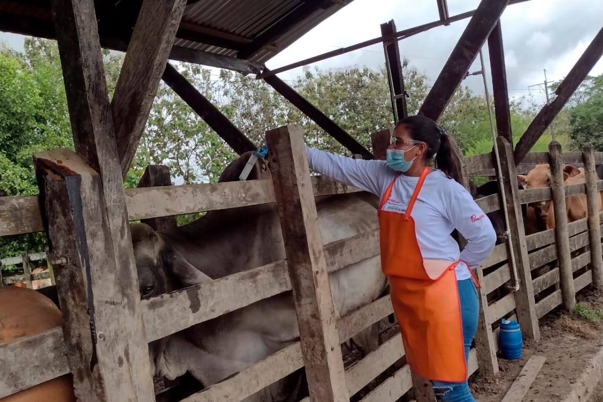 Vacunación antiaftosa adicional en frontera con Venezuela