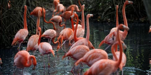 Un proyecto de ley prende alarmas en zoológicos, acuarios y aviarios