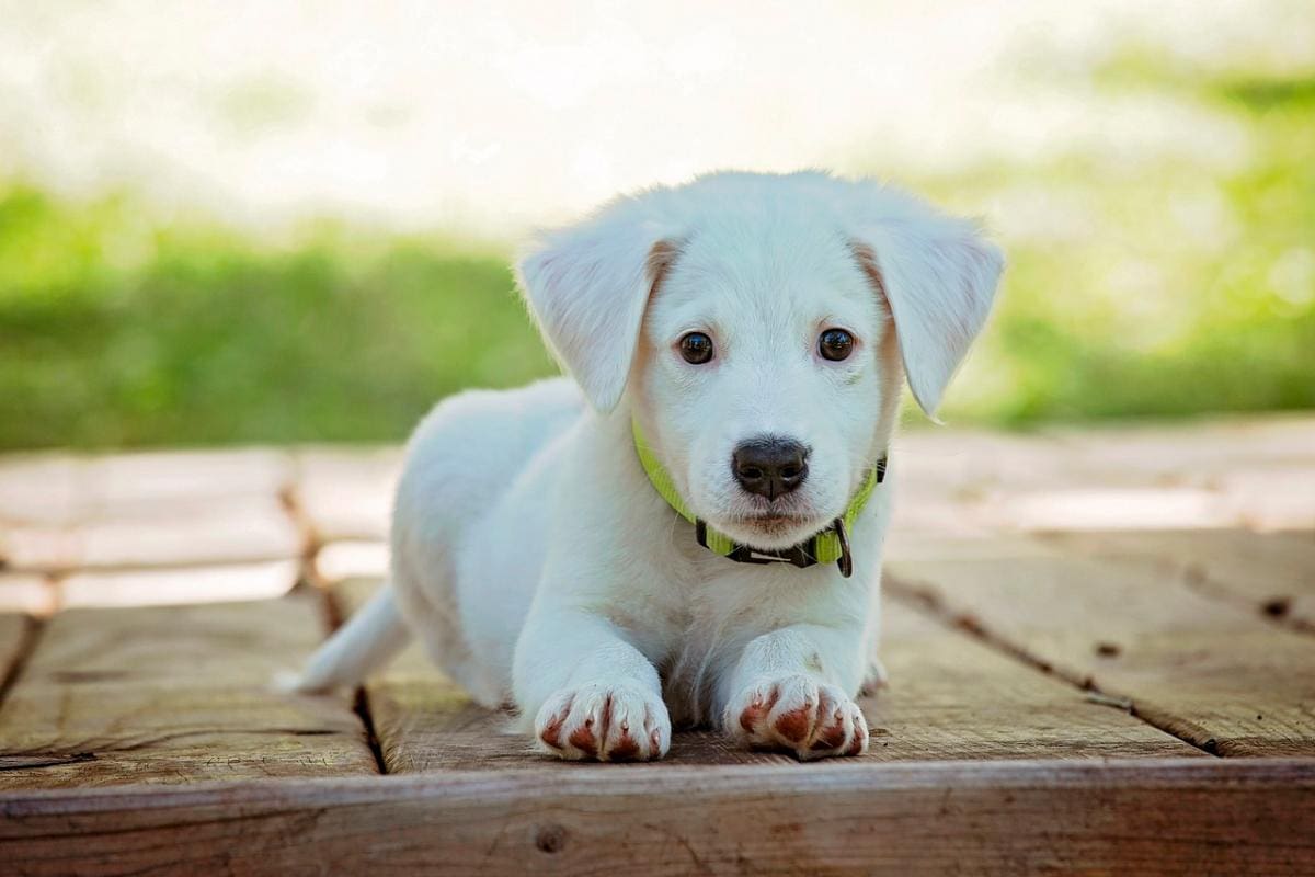 Juzgado reconoce por primera vez a un perro como miembro de una familia