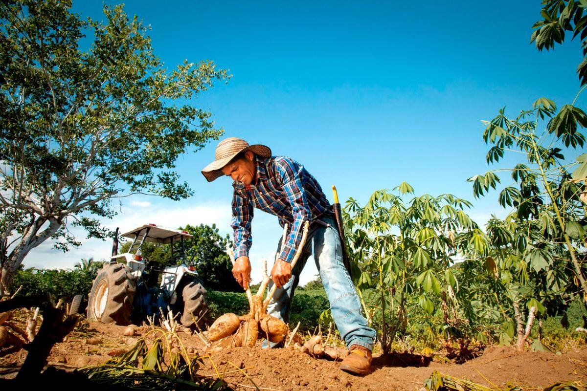 La yuca en el modelo de ‘Agricultura por Contrato’