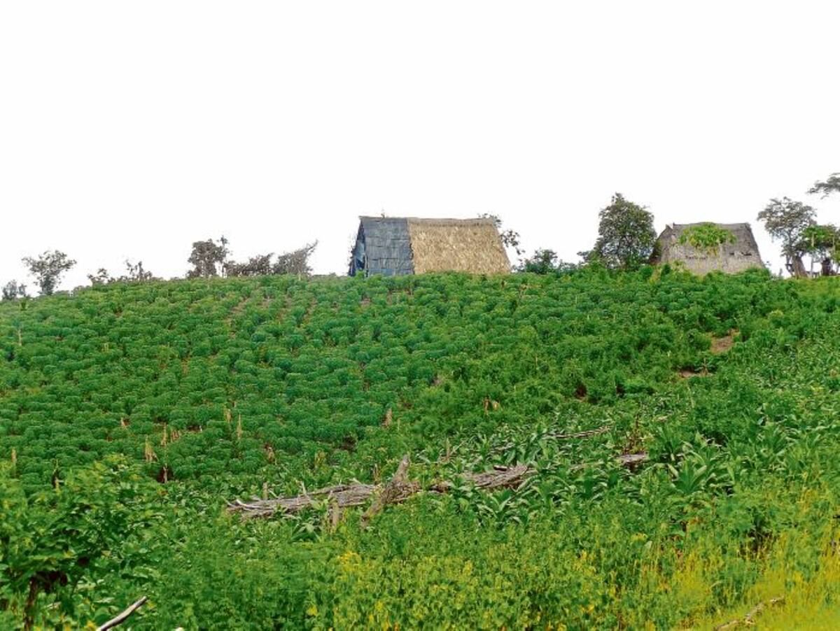 Una parte de los proyectos van dirigidos a la siembra de piña, cacao y jatrofa curcas (conocida como piñón) para la realización de biodiesel.