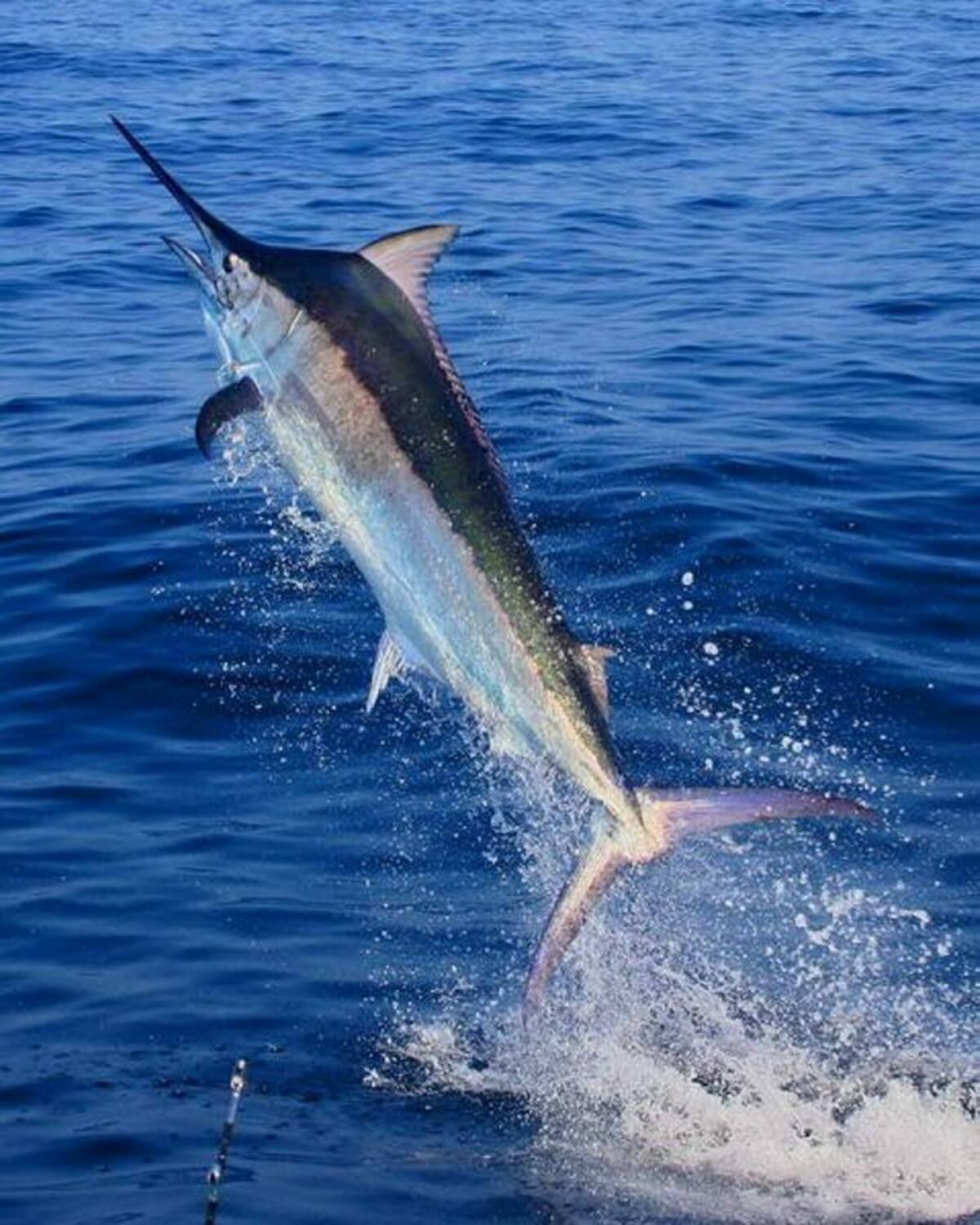 El marlin será la pieza más buscada en el XXXII Torneo Internacional de Pesca.