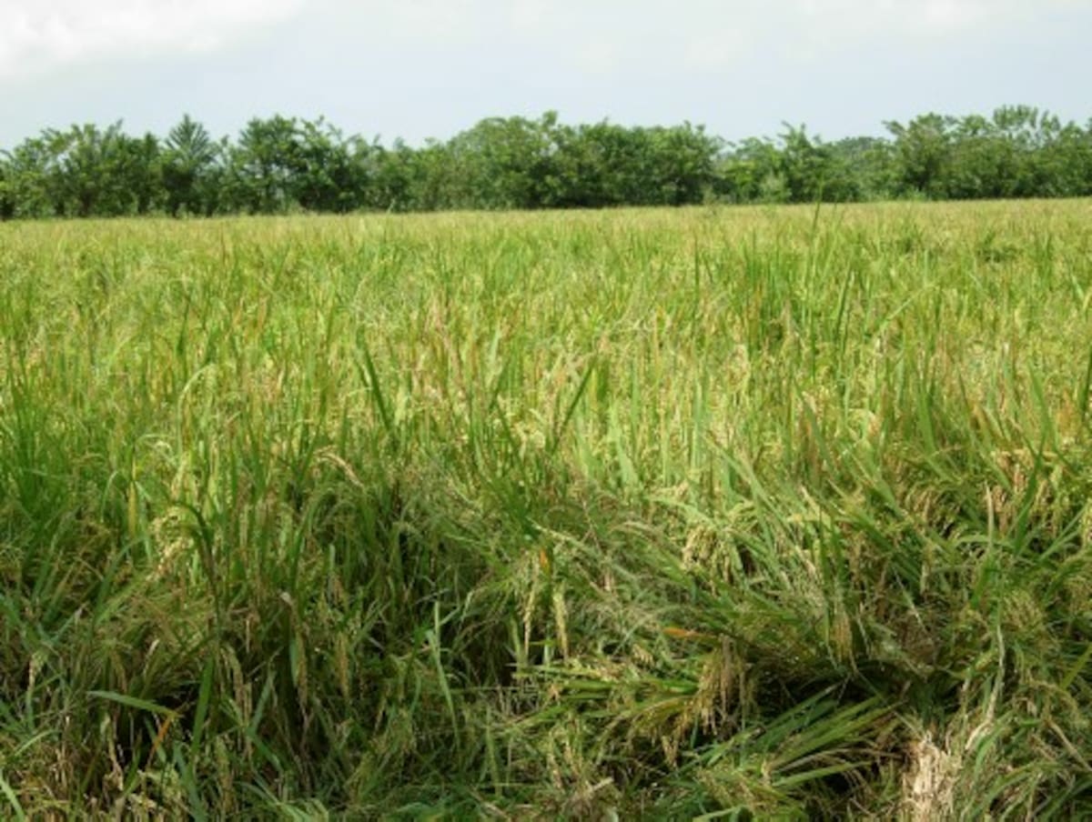 Sólo en el Distrito de Riego de Marialabaja, el arroz perdió más del 80% de área de siembra. ARCHIVO/ EL UNIVERSAL
