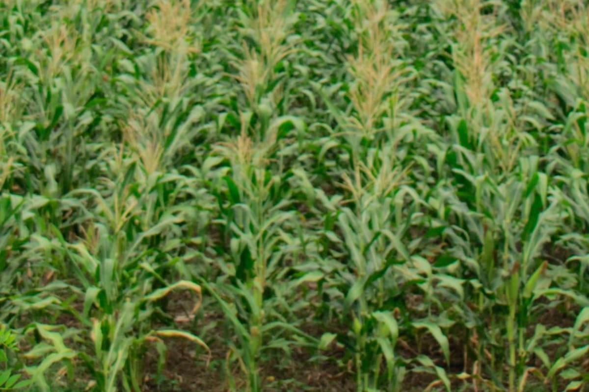 Seguros agropecuarios: el campo, cada vez más protegido ante riesgos