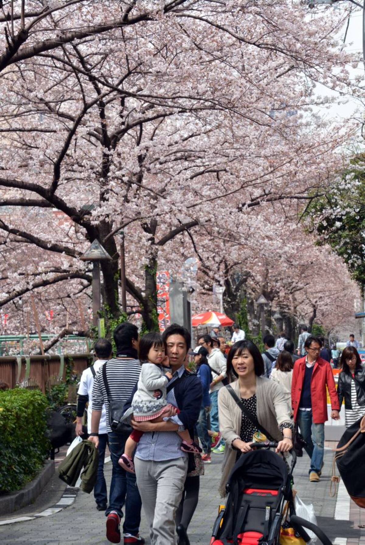 Los cerezos en flor es un espectáculo admirado por miles de japones. FOTOS AFP