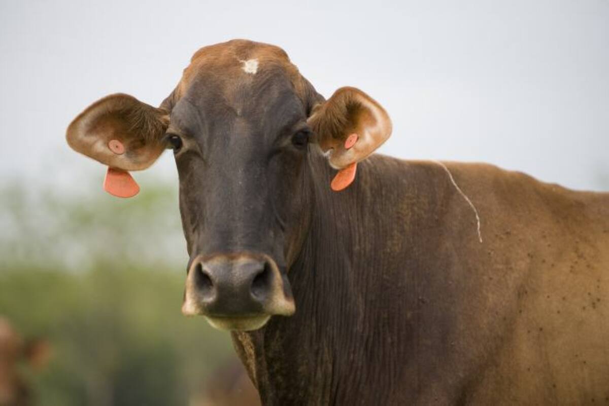 La primera voz de alarma fue dada el domingo pasado por un ganadero, quien denunció la muerte de reses con síntomas como depresión, salivación, sintomatología nerviosa y postración, que coinciden con los de la rabia bovina. AFP LUIS ROBAYO