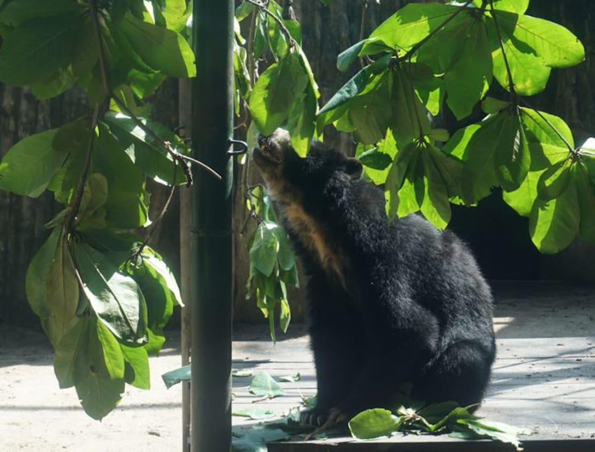 El Oso de Anteojos, con 237 votos, que representan el 61,40% del total de la votación, fue elegido este domingo como el nuevo Presidente del Zoológico de Barranquilla. Cortesía