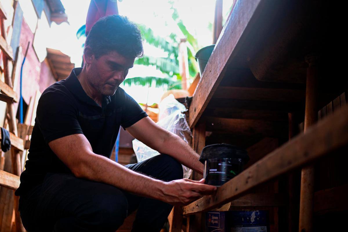 Usan mosquitos como caballo de Troya para luchar contra el dengue