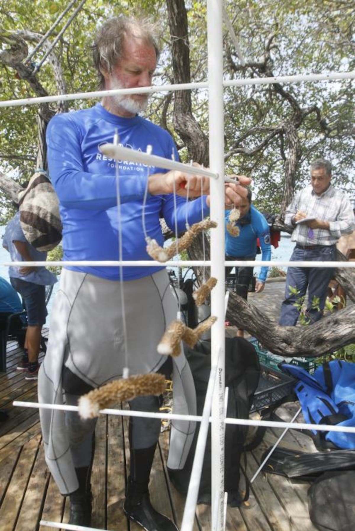La técnica para repoblar los arrecifes consiste en sustraer pequeños fragmentos de coral para luego unirlos en una estructura y esperar a que ellos vayan creciendo y se reproduzcan bajo monitoreo y vigilancia. Julio Castaño