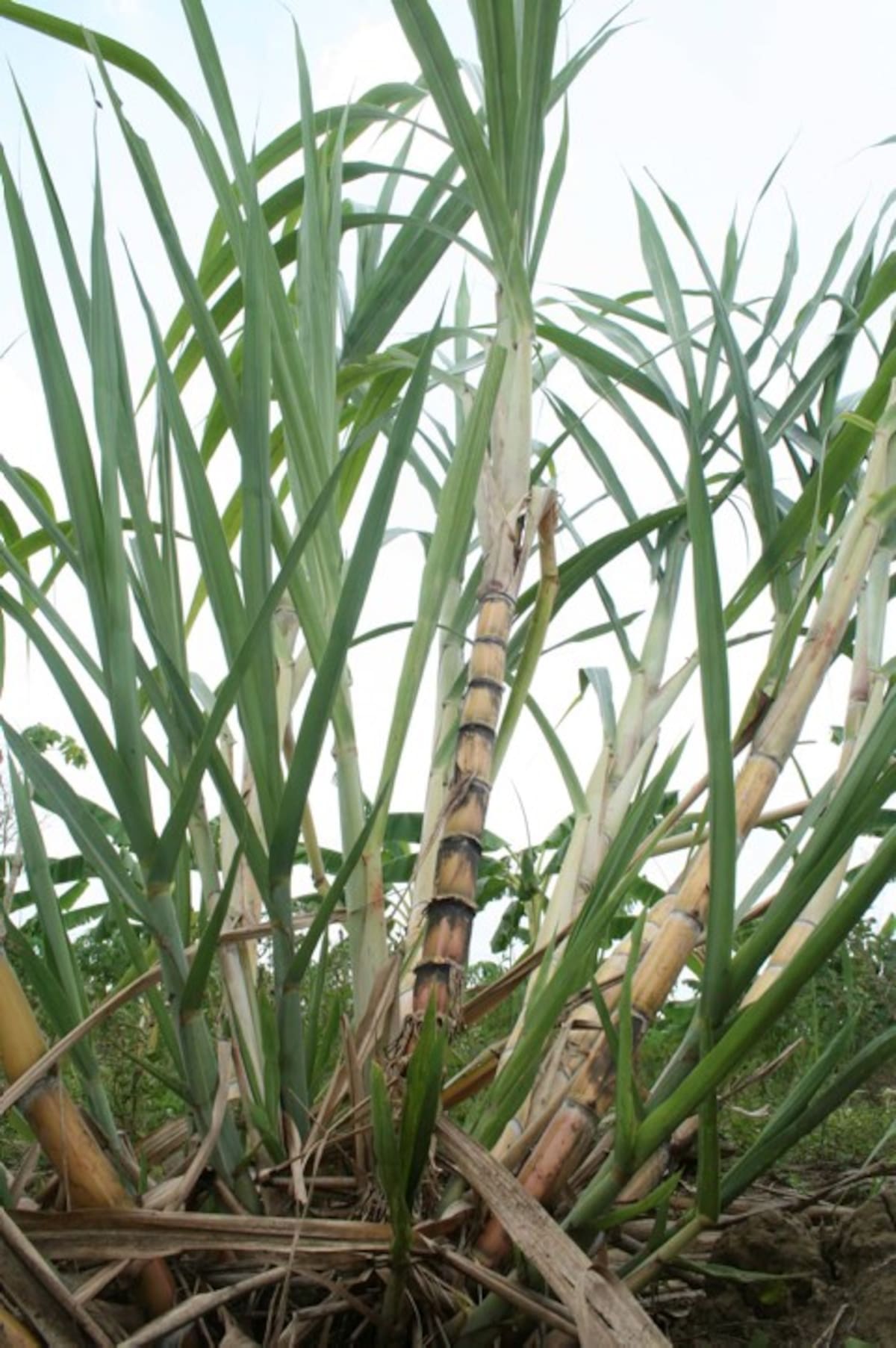 En el departamento de Sucre los cultivos de caña panelera se desarrollan especialmente en los municipios de San Marcos, Galeras, Majagual, Guaranda y Sucre. En el departamento de Sucre los cultivos de caña panelera se desarrollan especialmente en los municipios de San Marcos, Galeras, Majagual, Guaranda y Sucre.