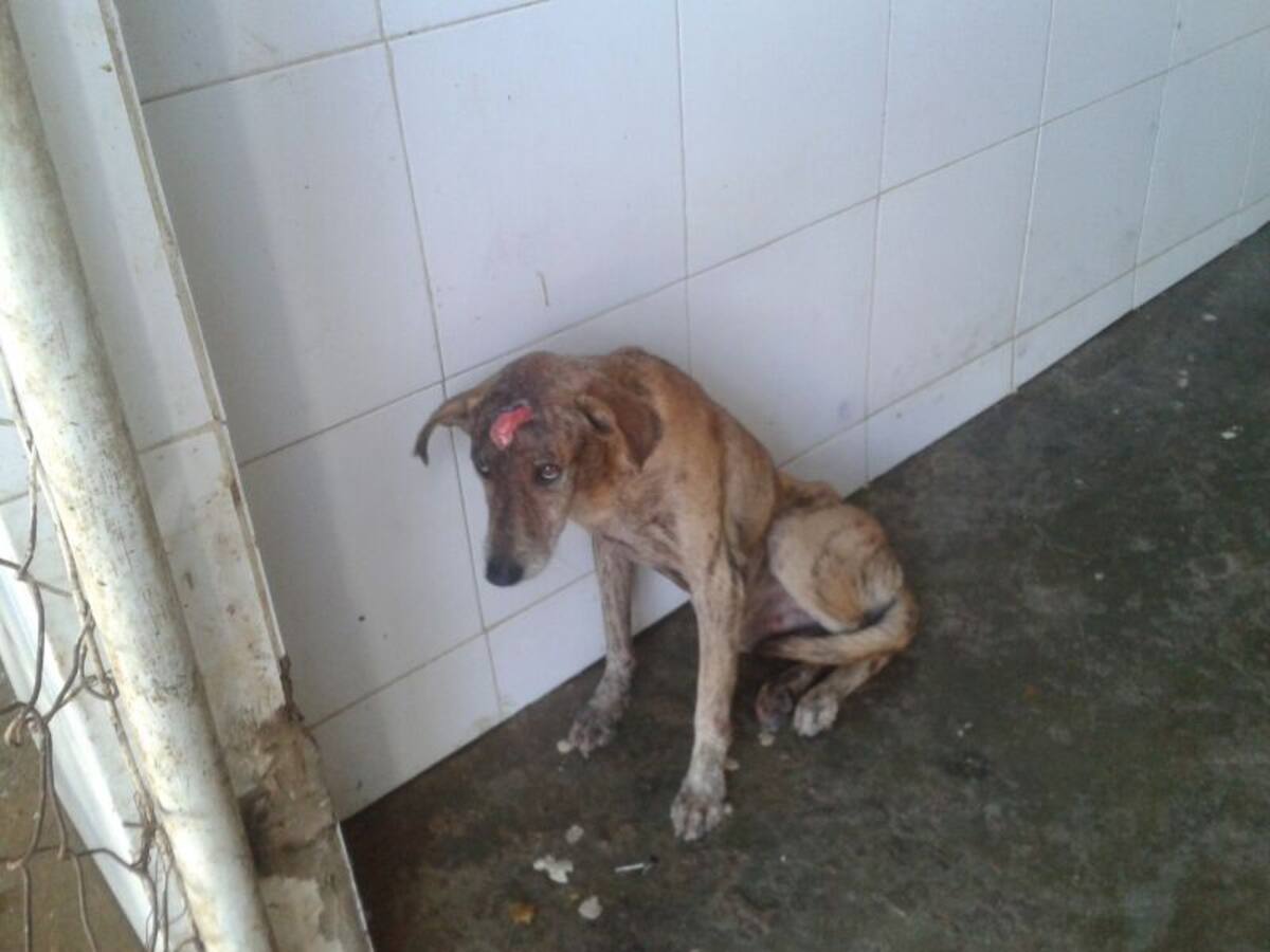 Ambos caninos fueron brutalmente maltratados y luego atendidos por la Fundación Ángeles con Patas. Hoy se encuentran estables y continúan su proceso de recuperación.