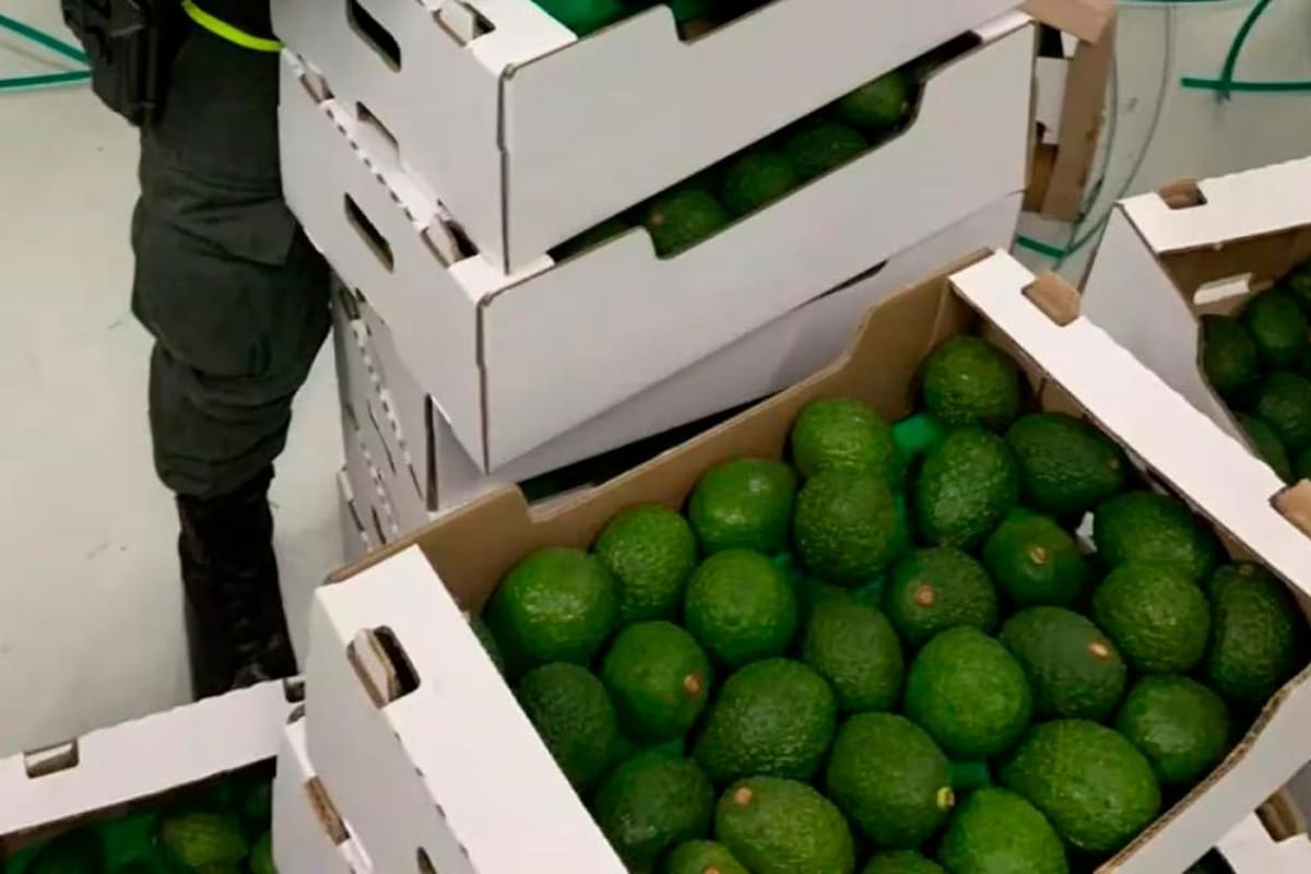 1,7 toneladas de cocaína escondida en cargamento de aguacates en Santa Marta