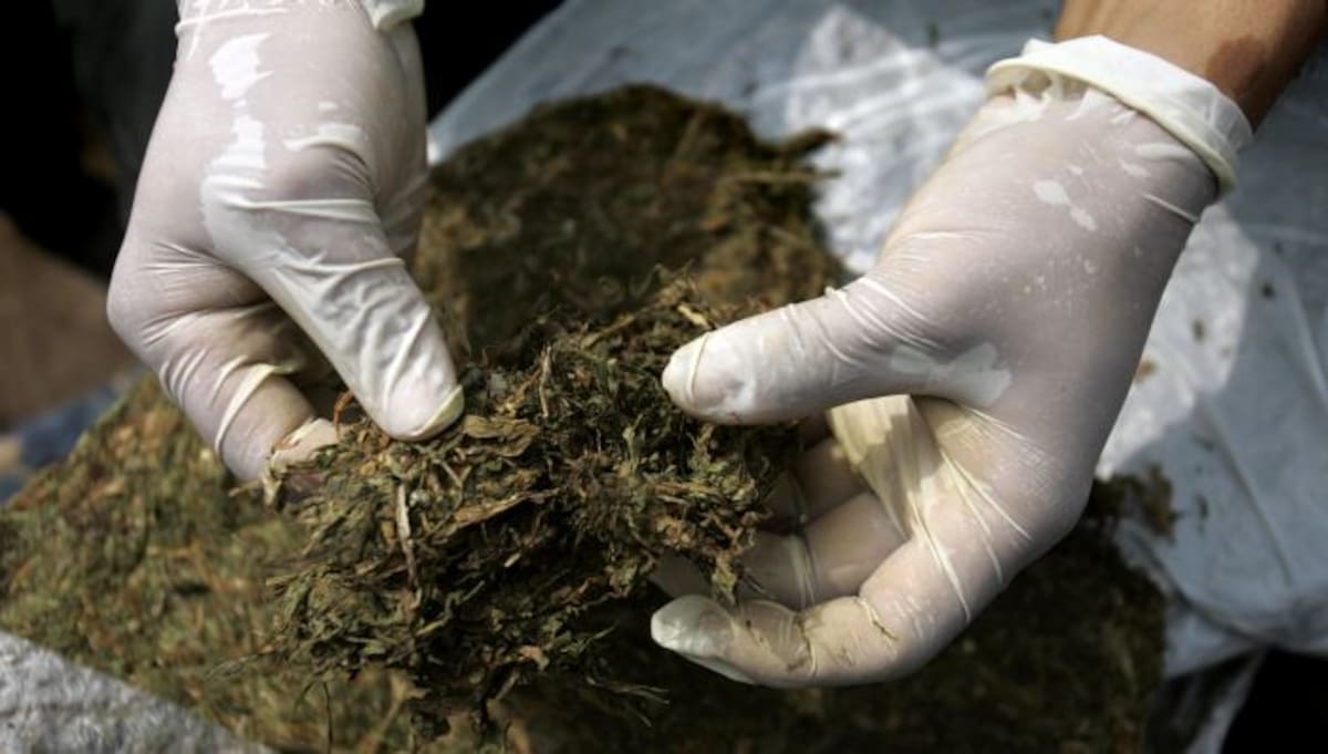 Marihuana. Archivo.