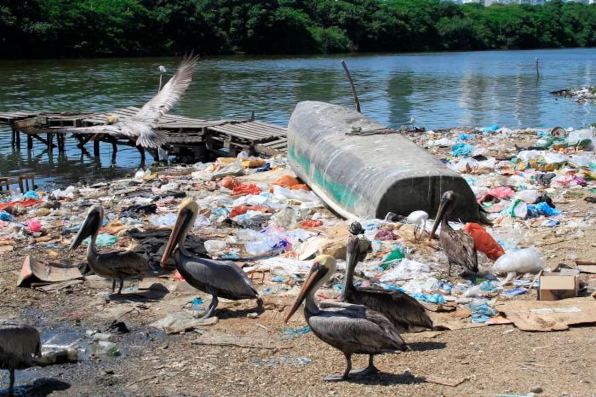 Piden decretar calamidad pública en la ciénaga de Las Quintas