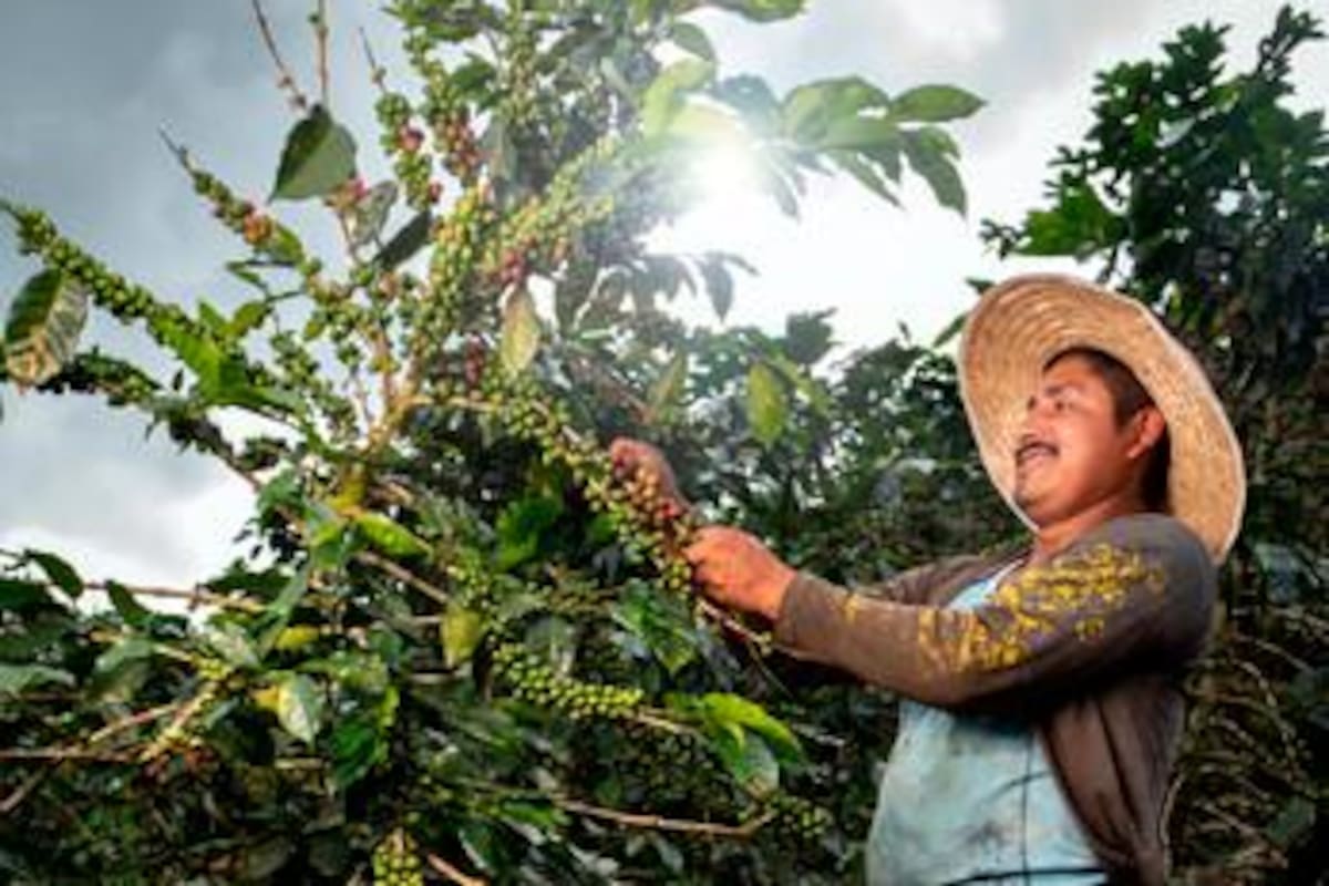 Cumbre Cafetera en Cartagena: senda exportadora y precios, en la agenda