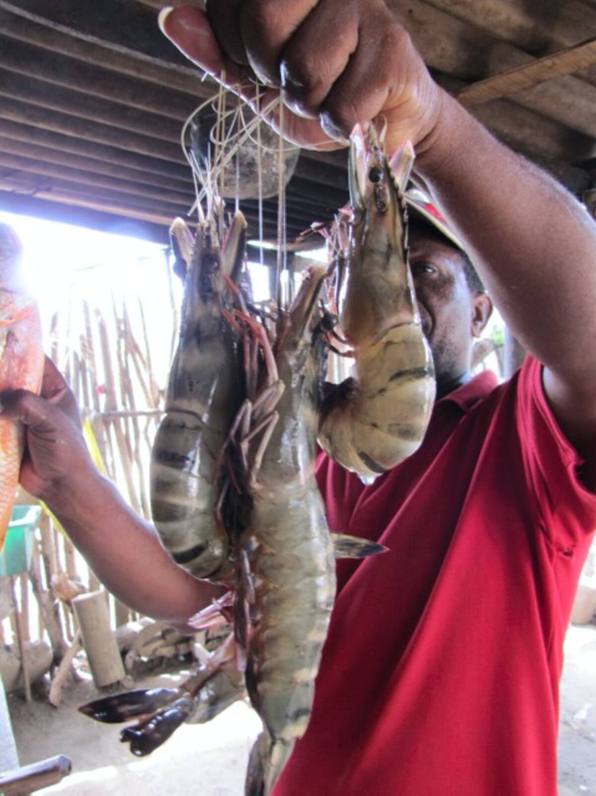 Gregorio Jaraba, comerciante de pescados y mariscos, exhibe unos camarones gigantes.