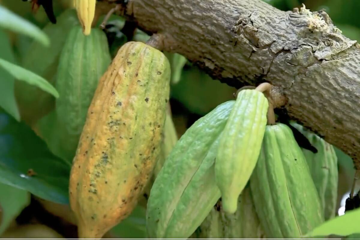¡Gran noticia! $3.700 millones para siembra de cacao en el Atlántico