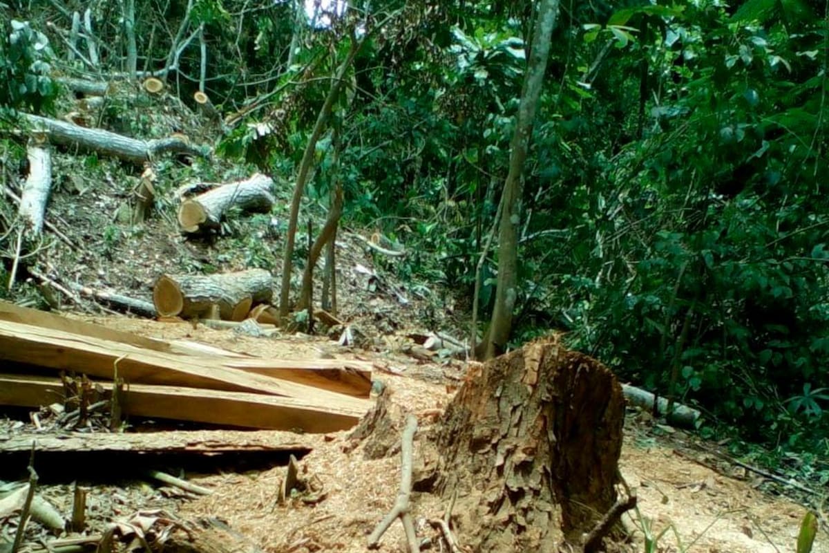 La tala de árboles sigue afectando a los Montes de María