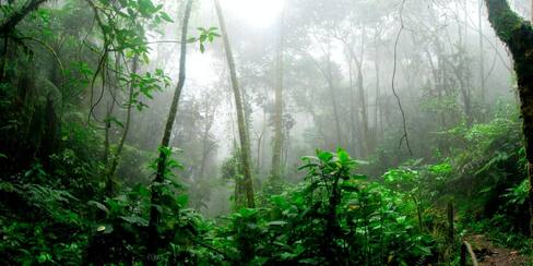 ¡Conócelas! 10 de las especies más representativas del Amazonas