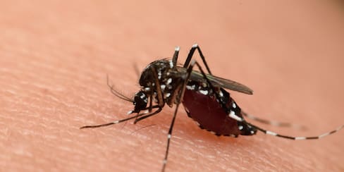 Expertos hablaron en Cartagena sobre el dengue: estas son sus principales alertas