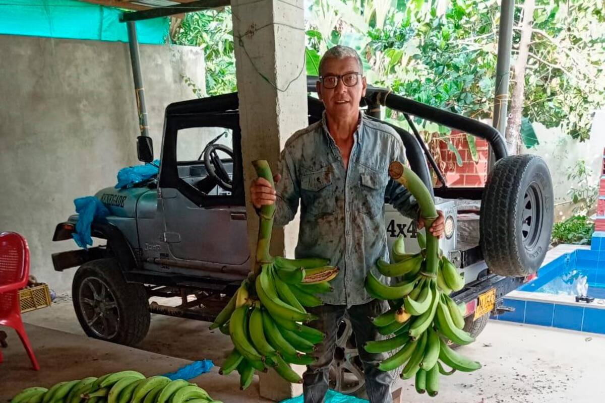 El platanal de Ramiro Sarabia, un piloto para replicar en Montes de María
