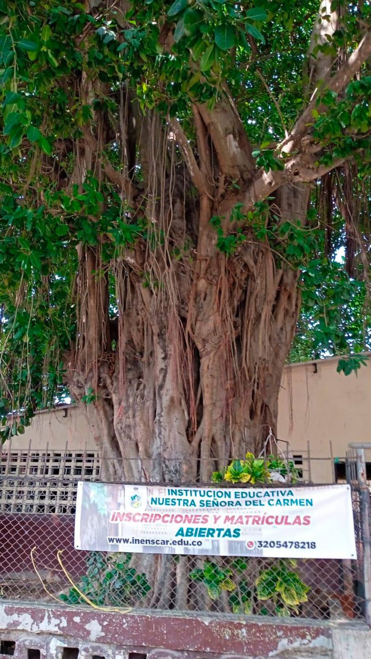 La comunidad espera que las autoridades tomen medidas urgentes con el árbol para garantizar la seguridad de los estudiantes y profesores. //Foto: Cortesía