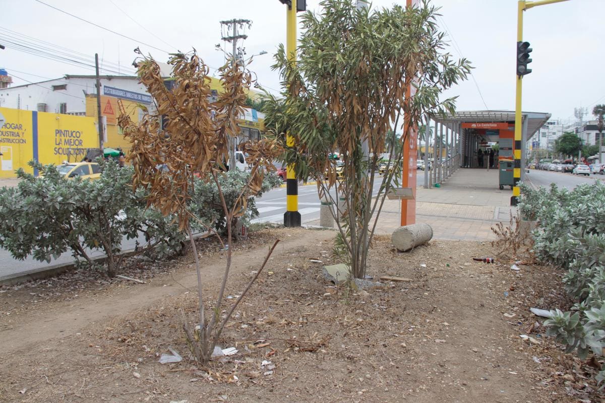 Zonas verdes en Cartagena, descuidadas y a la deriva