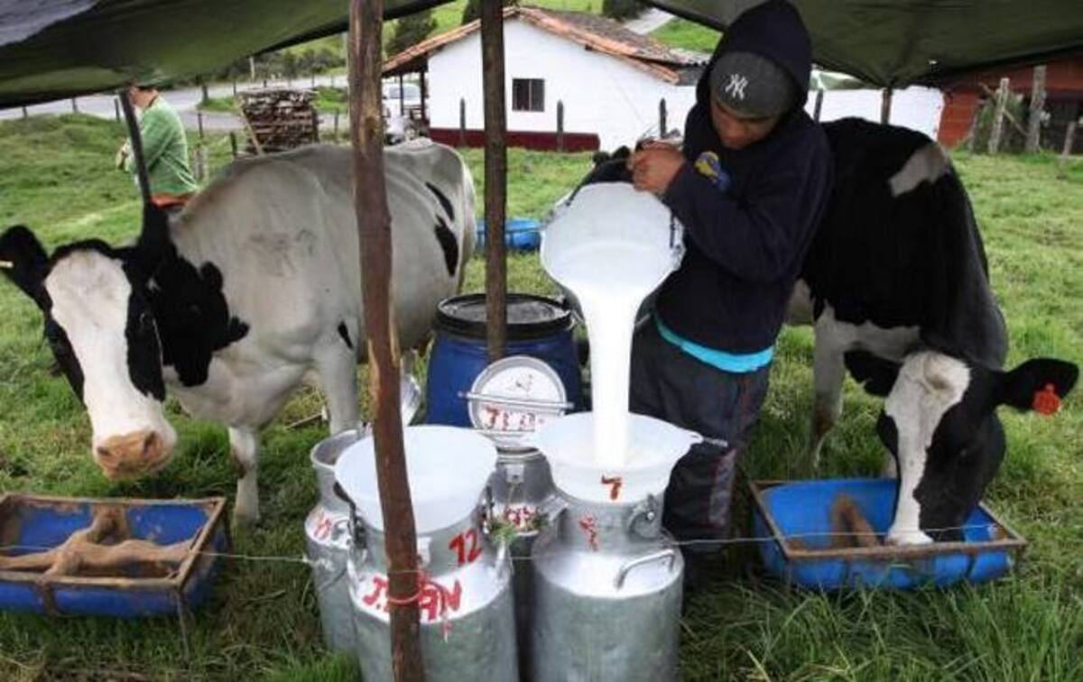 En 2018 habrá abundancia de lluvias, más pasturas y más leche. Colprensa.
