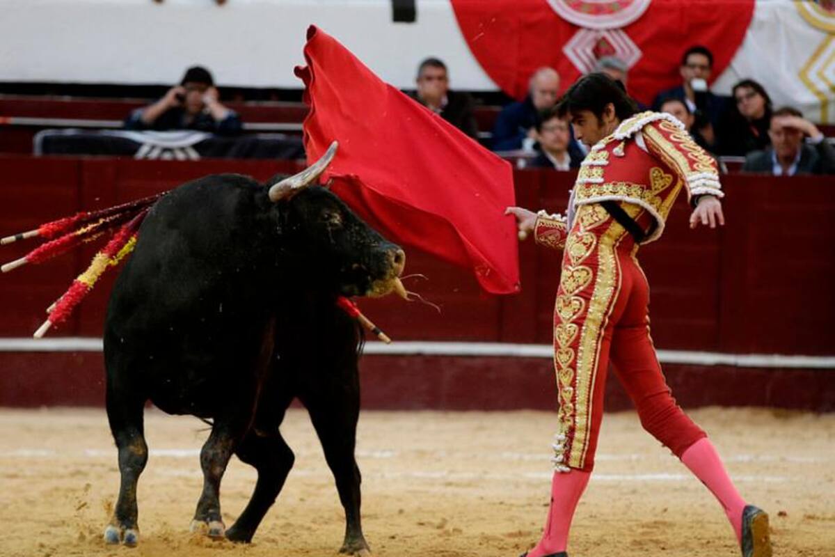 Sigue la lucha: radican proyecto de ley para prohibir corridas de toros