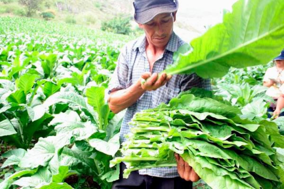 Partido Verde promueve referendo campesino