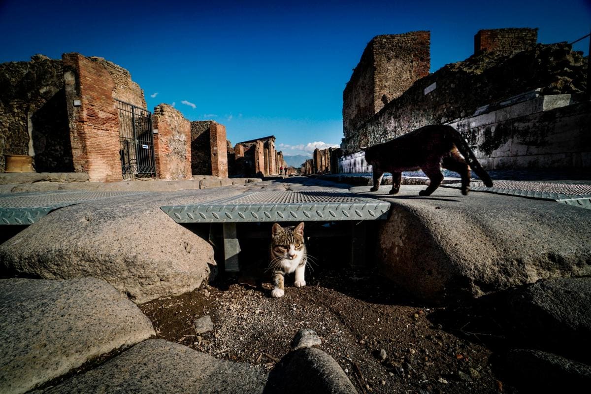 Gatos domésticos en libertad generan impactos ecológicos: esta es la razón
