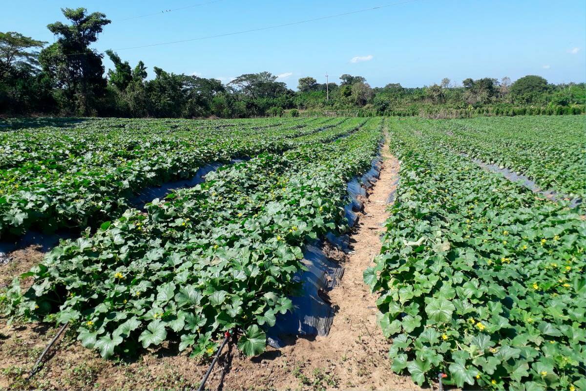 Por tierras quitadas a narcos empezaría la reforma agraria