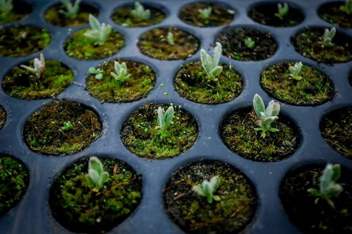 Reforestación: un reto que debe asumir el país para combatir el cambio climático