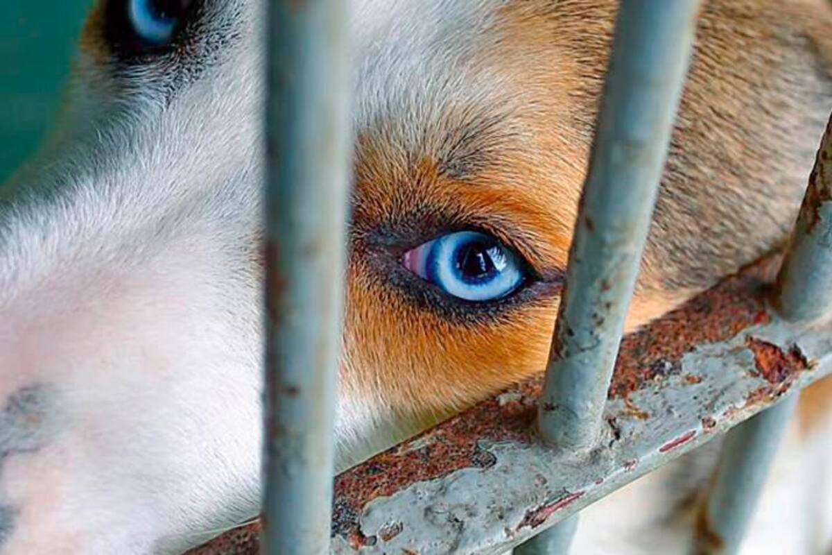 Detienen a un hombre acusado de más de 180 cargos por maltrato animal en EE.UU.