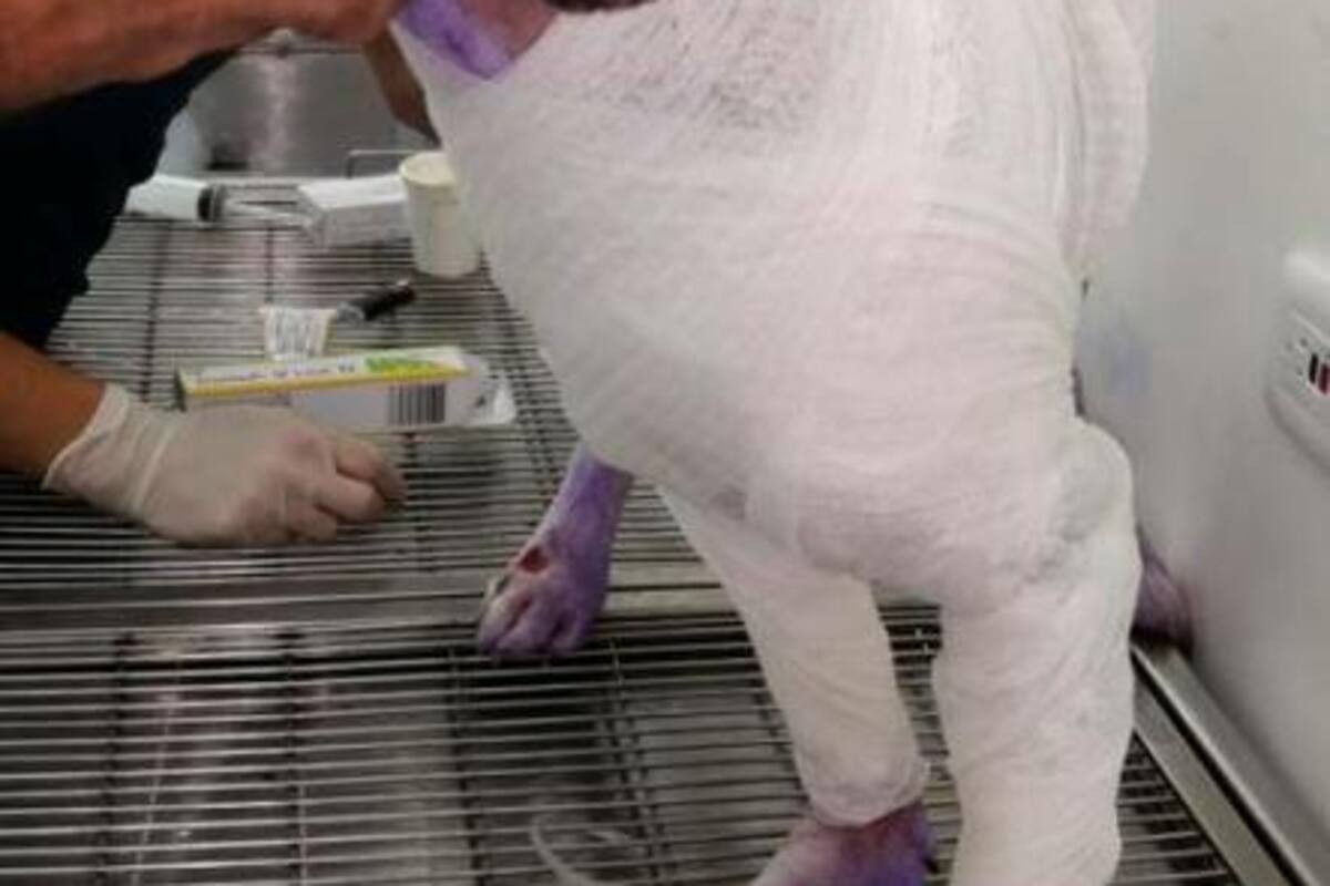 Hombre despelleja a un perro en Saboyá, Boyacá