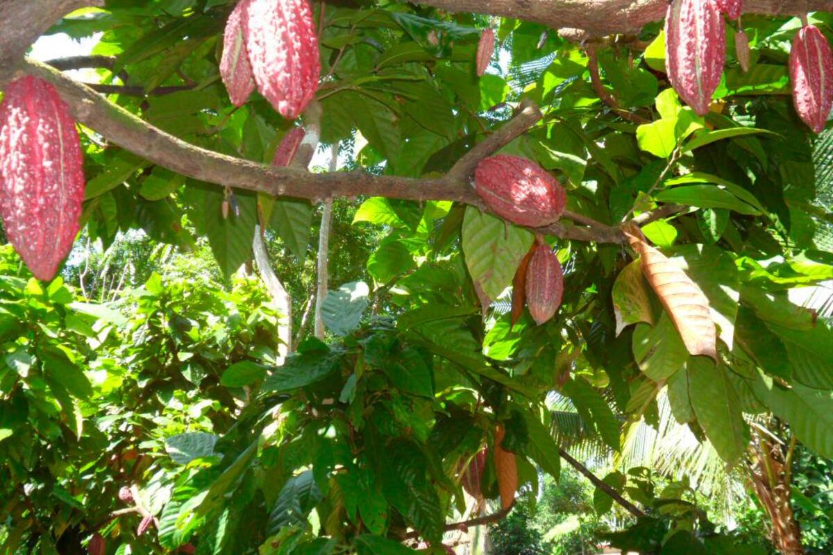Conozca los principales proyectos para el agro de Bolívar en 2023
