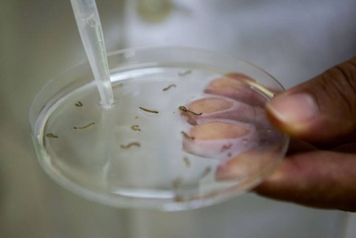 Esté precavido para que estos virus y enfermedades no le dañen el fin de año. AFP ERIKA SANTELICES
