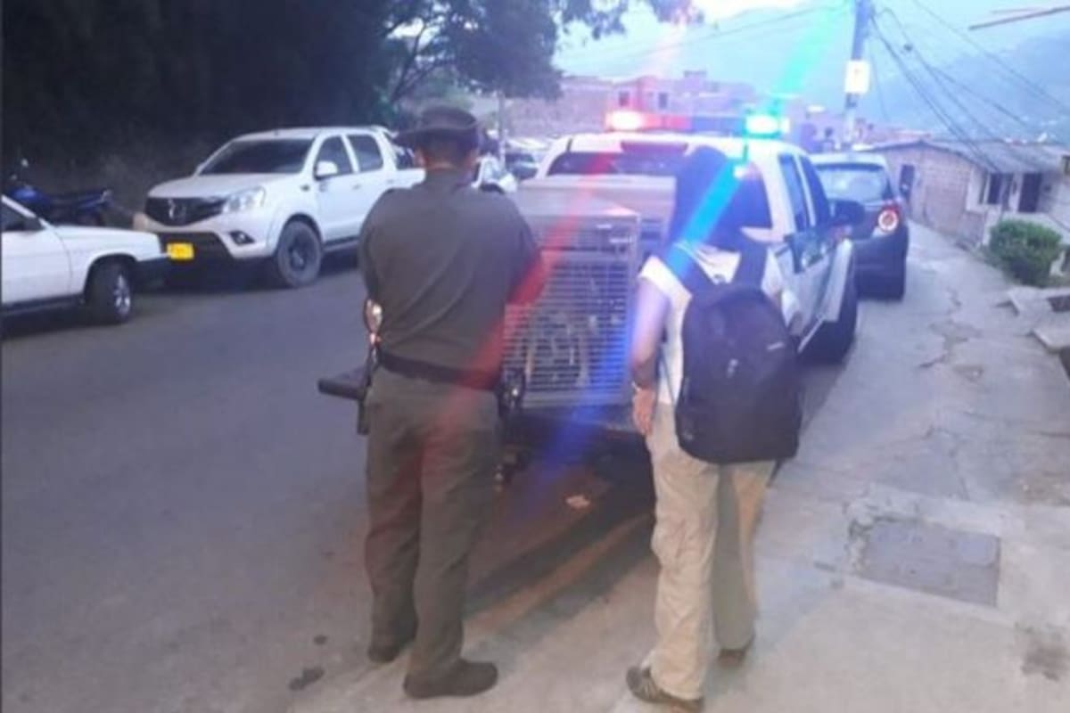 Rescatan a mascota que habría sido abusada