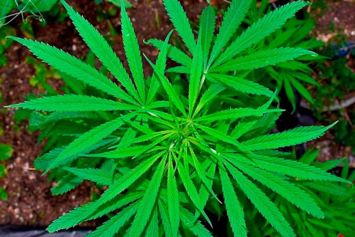 Colombia está cerca de regular el uso de la marihuana recreativa