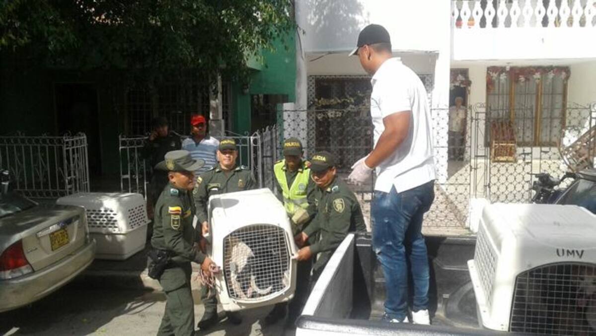 Los caninos y felinos rescatados se encontraban en condiciones higiénico-sanitarias muy desfavorables. Julio Castaño/ El Universal