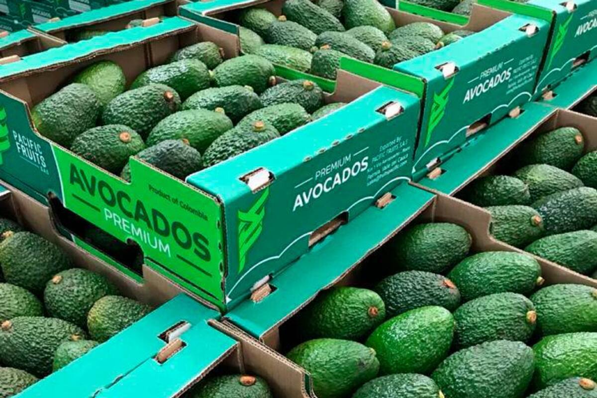El buen momento del aguacate Hass colombiano en los mercados internacionales