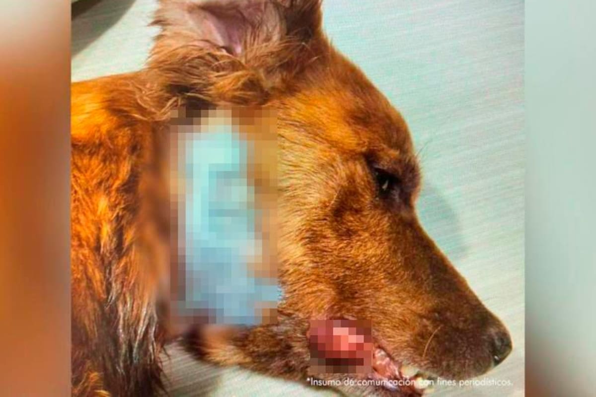 ¡Atroz! A prisión por atacar brutalmente a las mascotas de su mamá