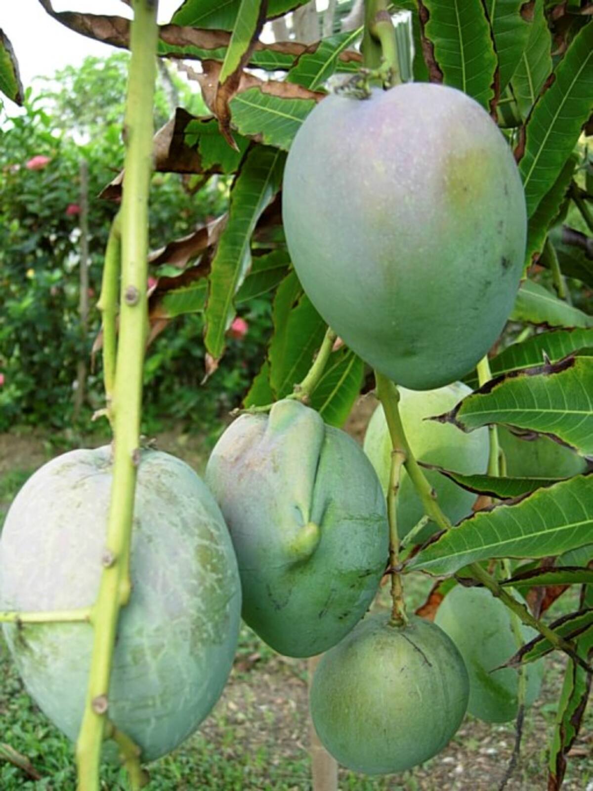 Cosecha de mango de Santa Rosa de Lima, en el norte de Bolívar. SILFREDO LIGARDO - EL UNIVERSAL