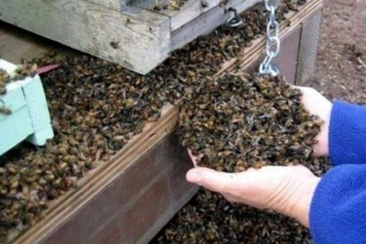Muerte de 500 mil abejas disminuye producción de miel en Córdoba