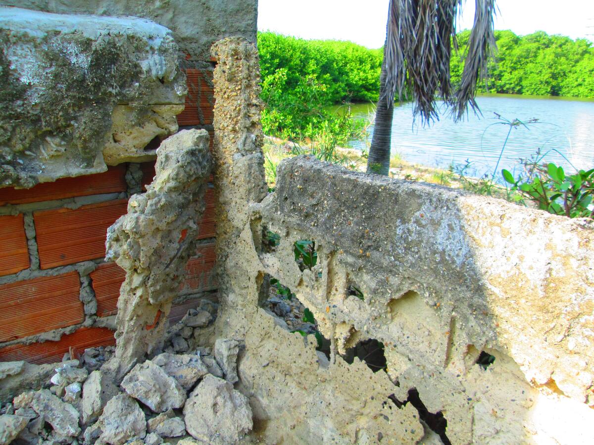 Los ofidios están superando los muros de las casas limitantes con el caño, de cuyos manglares están saliendo.