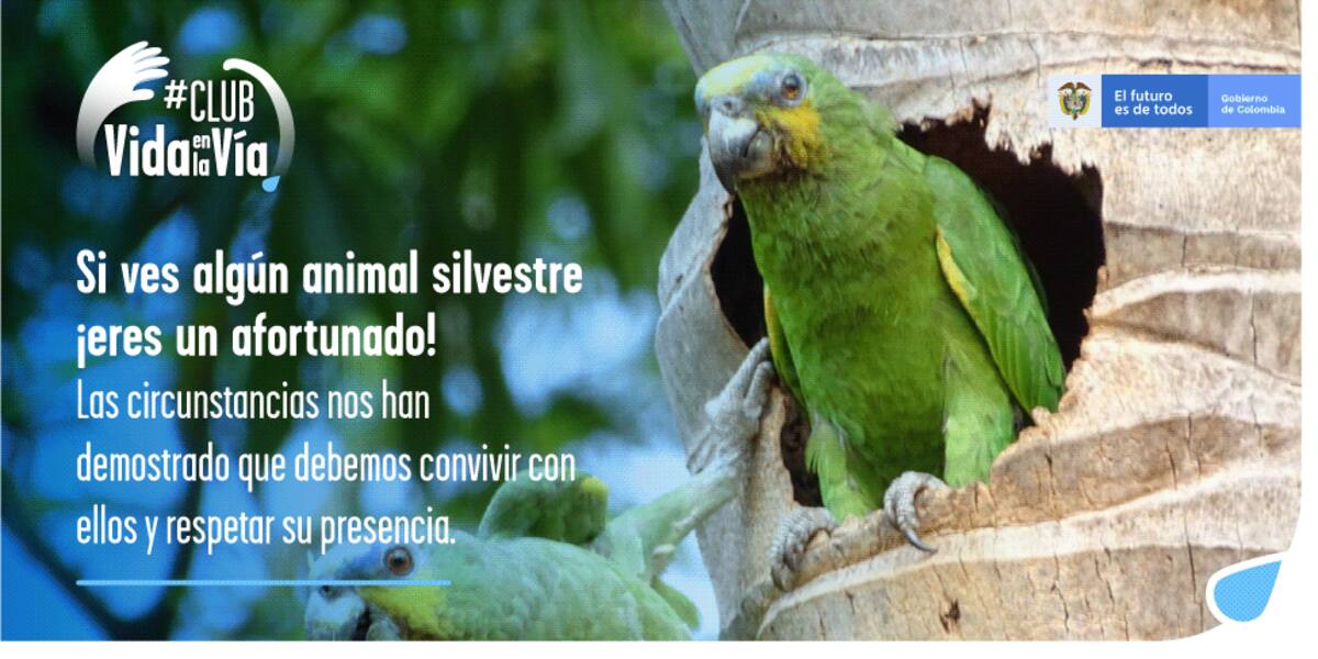 Los animales no entienden de cuarentenas, cuidémoslos. Foto//Cortesía.