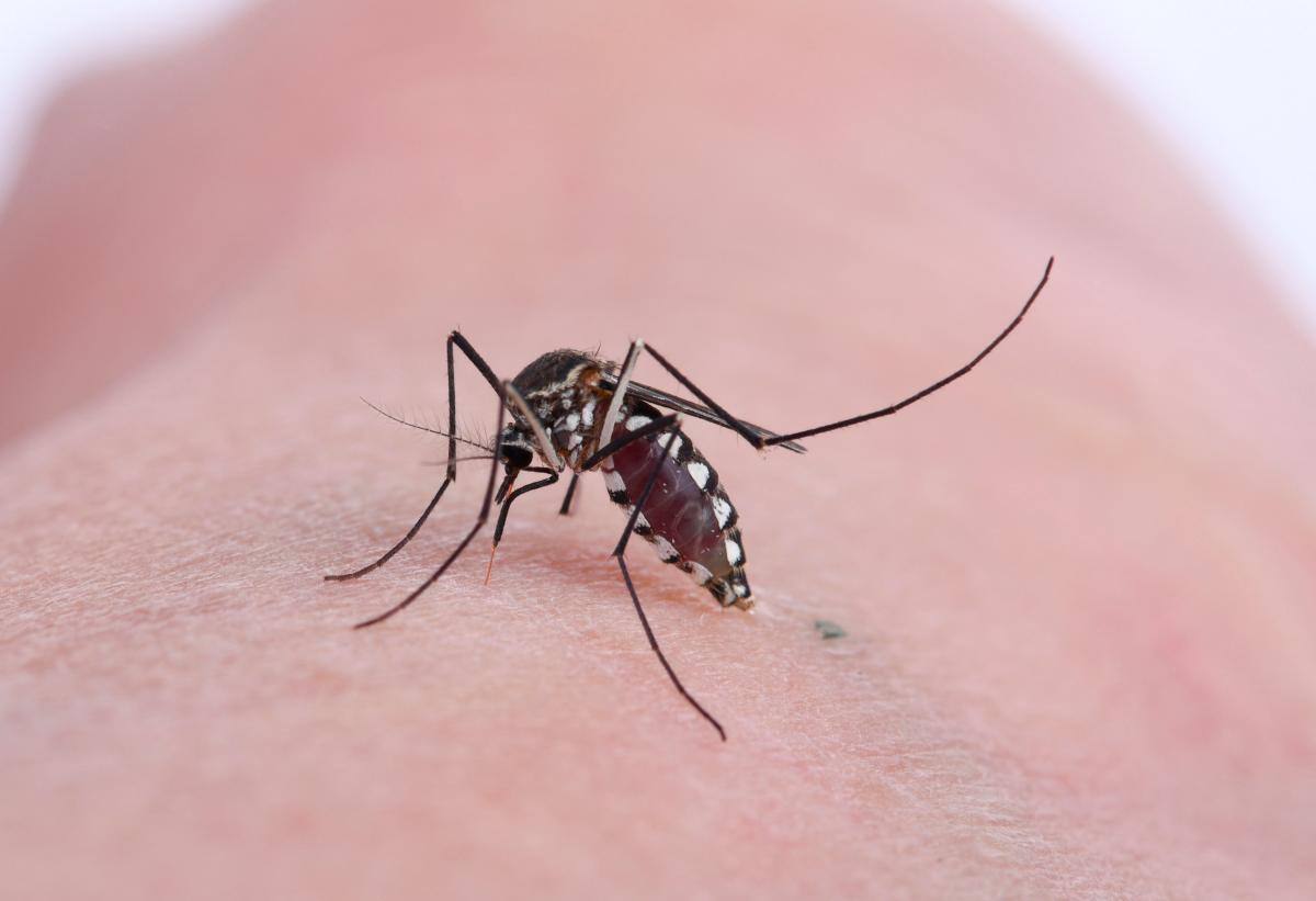El dengue es una enfermedad viral aguda que puede afectar a personas de cualquier edad, especialmente niños y adultos mayores, causada por un virus transmitido a través de la picadura de mosquitos infectados (Aedes aegypti).