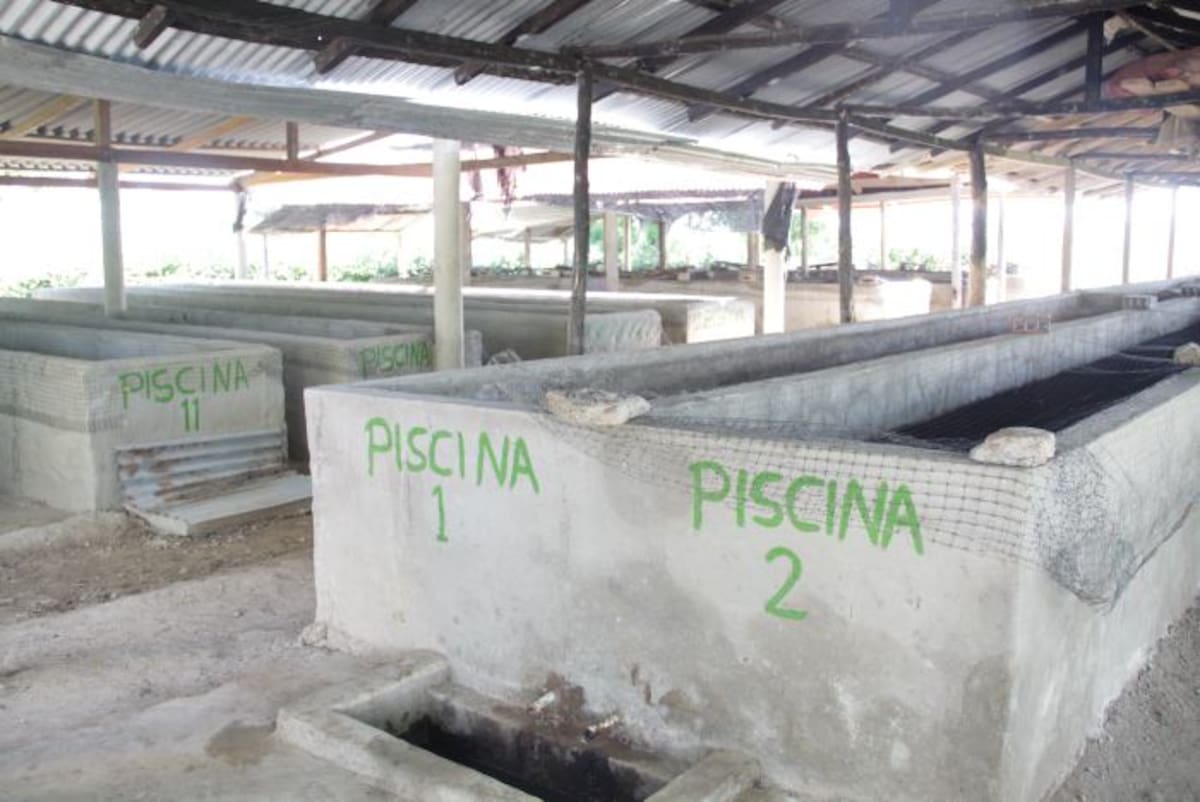 En piscinas como la de la imagen se produce el abono orgánico. HFA- EL UNIVERSAL